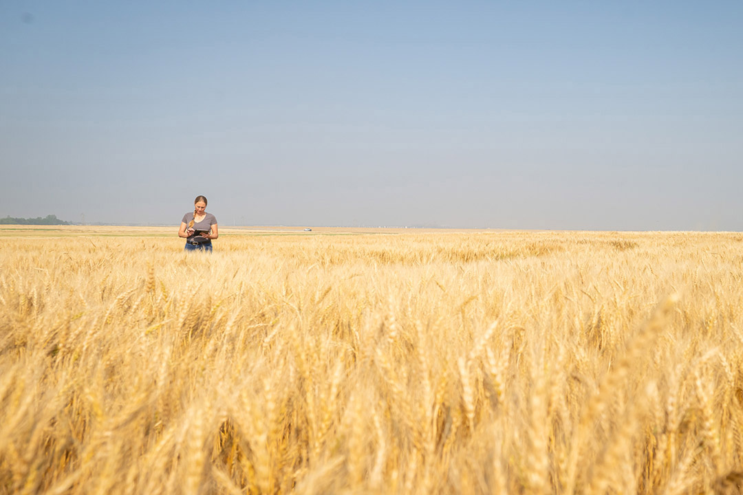 New Canadian Wheat Research Coalition agreement ensures continued funding for USask Crop Development Centre’s industry-leading wheat breeding programs. (Photo: Chris Hendrickson)