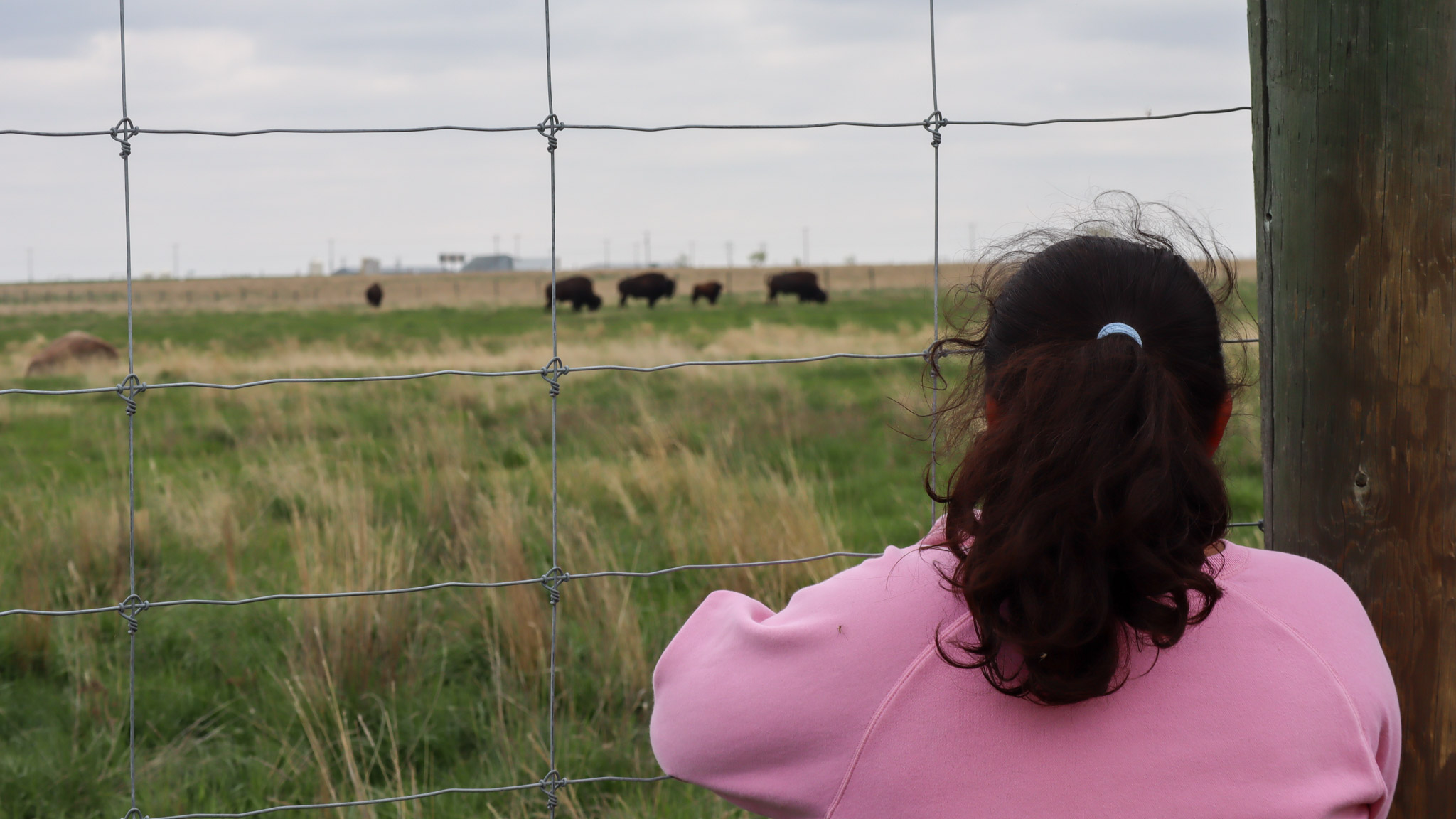 A child looks through a fence toward a pasture with bison grazing on it.