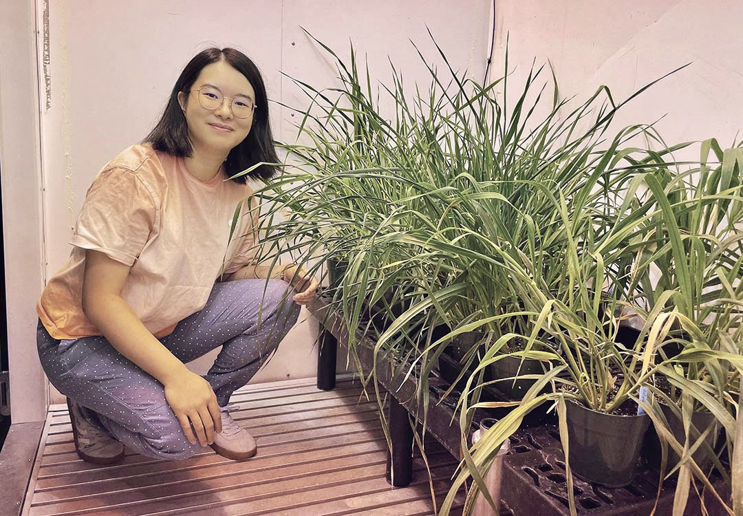 New USask graduate Fan Yang used the Phytotron research facility on campus to study plant disease in barley. (Photo: Submitted)