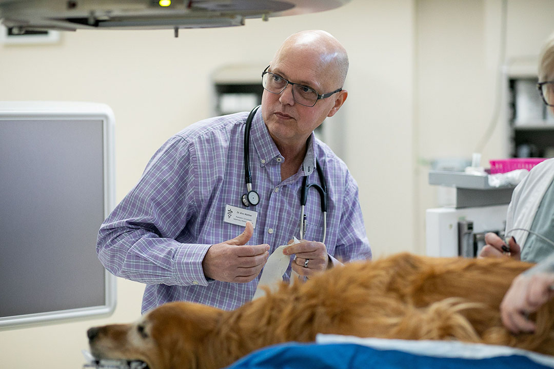 Members of the radiation oncology team in the Veterinary Medical Centre at the Western College of Veterinary Medicine make final adjustments to Cash, an anesthetized canine patient, before treatment begins. (Photo: Christina Weese.)