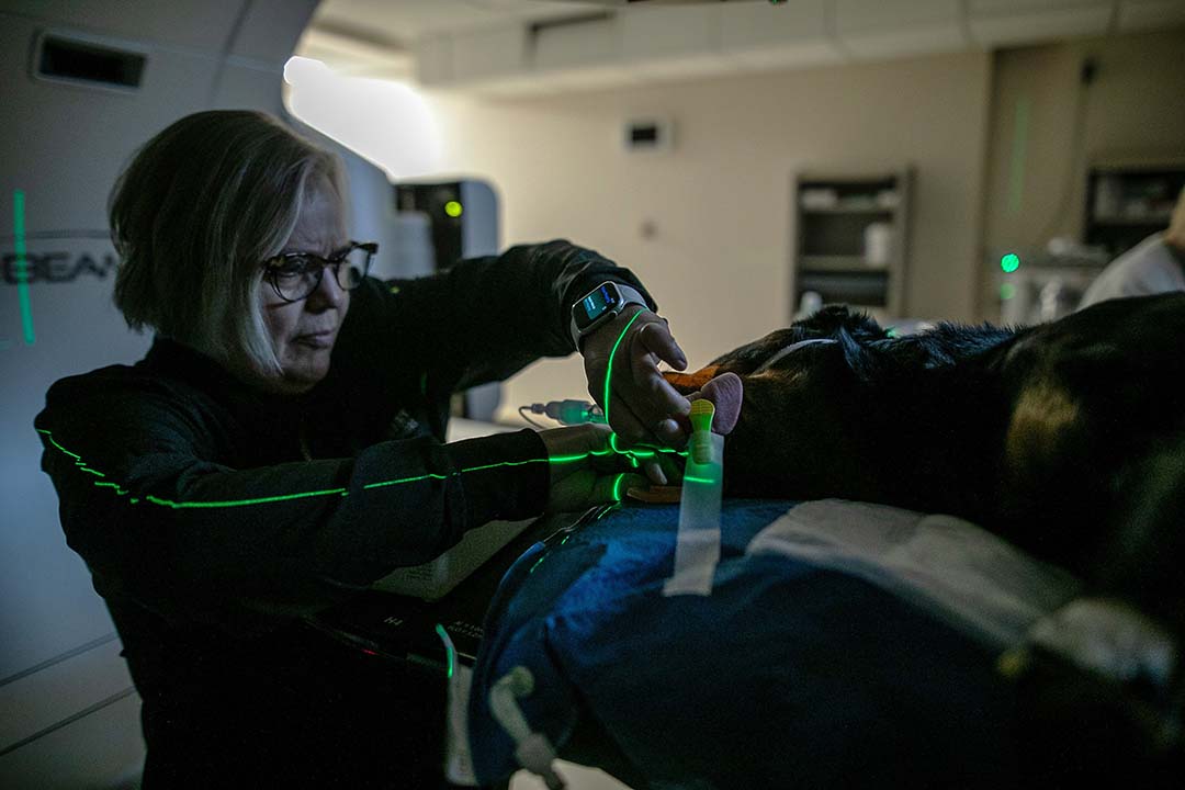Members of the radiation oncology team in the Veterinary Medical Centre at the Western College of Veterinary Medicine make final adjustments to Cash, an anesthetized canine patient, before treatment begins. (Photo: Christina Weese.)
