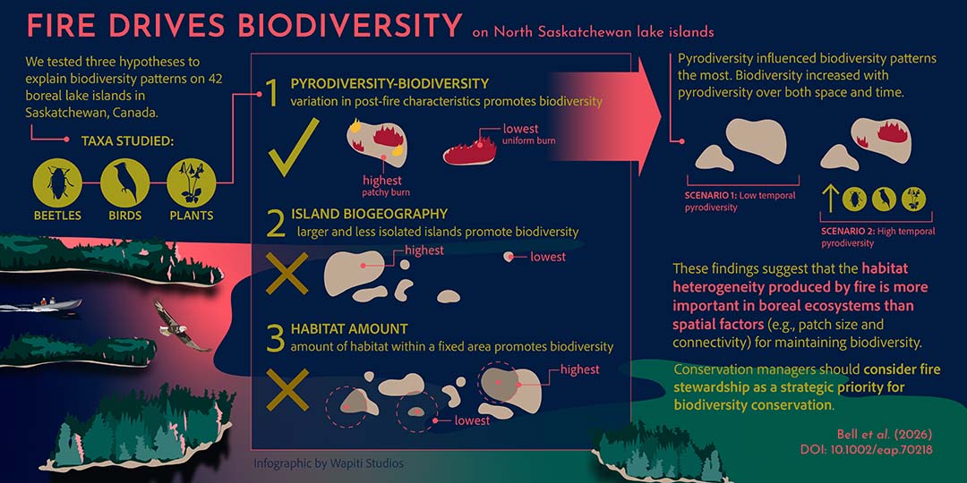 Drone photograph of a burnt island in the northern part of Hunter’s Bay, Lac la Ronge. (Photo: B/W Photo)