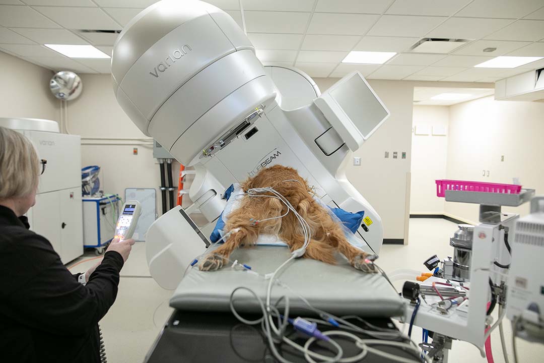Members of the radiation oncology team in the Veterinary Medical Centre at the Western College of Veterinary Medicine make final adjustments to Cash, an anesthetized canine patient, before treatment begins. (Photo: Christina Weese.)