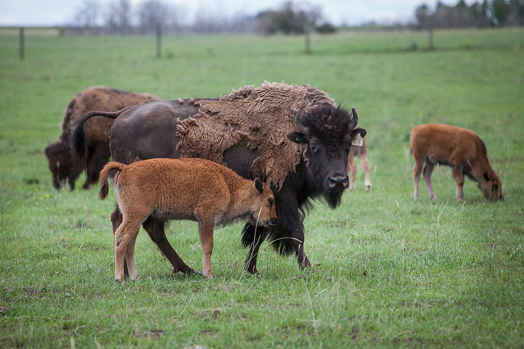 USask researching sustainable bison grazing management