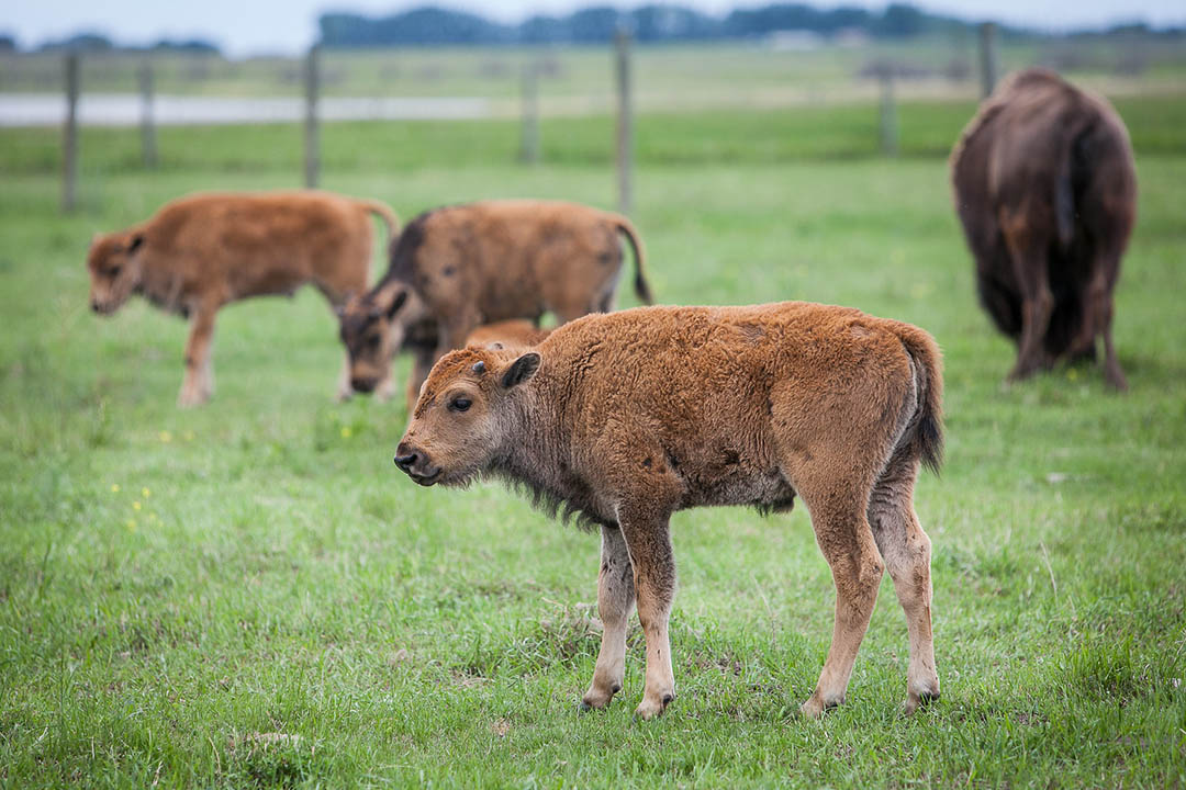 bison grazing in a green field