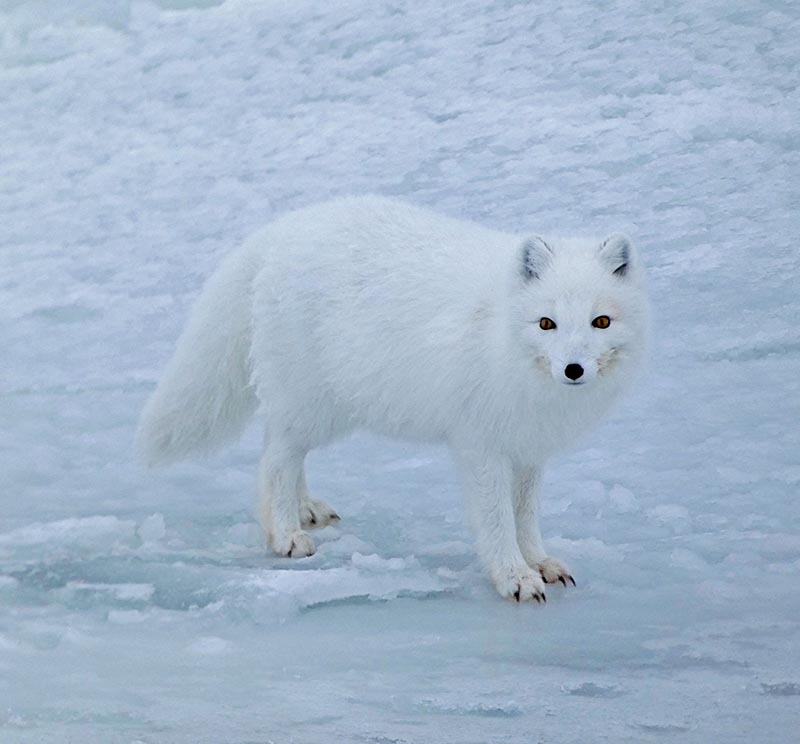 Dr. Cody Malone (PhD) spent time collecting T. chanchalensis samples in the Arctic and then processing these samples at partner research agencies like the Nunavut Research Institute or back at USask. (Photo: Submitted)