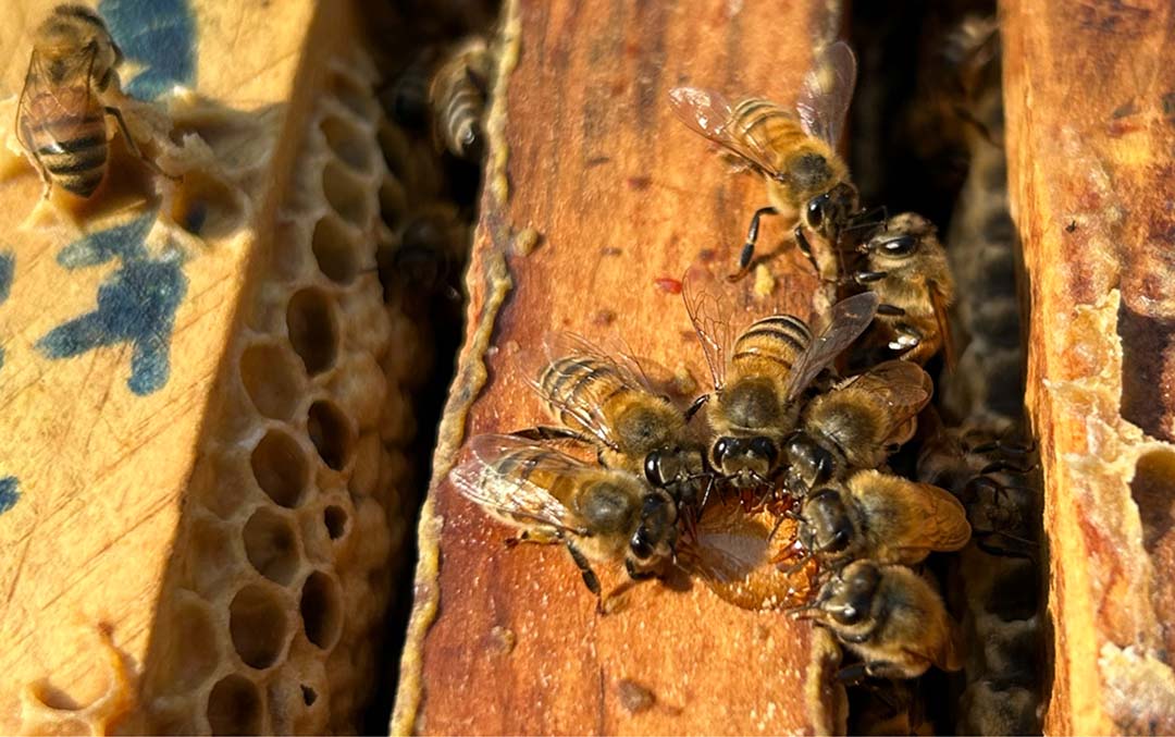 Rendering of a 3D radiance-field capture of the Henry Taube Lecture Theatre in the Thorvaldson Building at the University of Saskatchewan. 