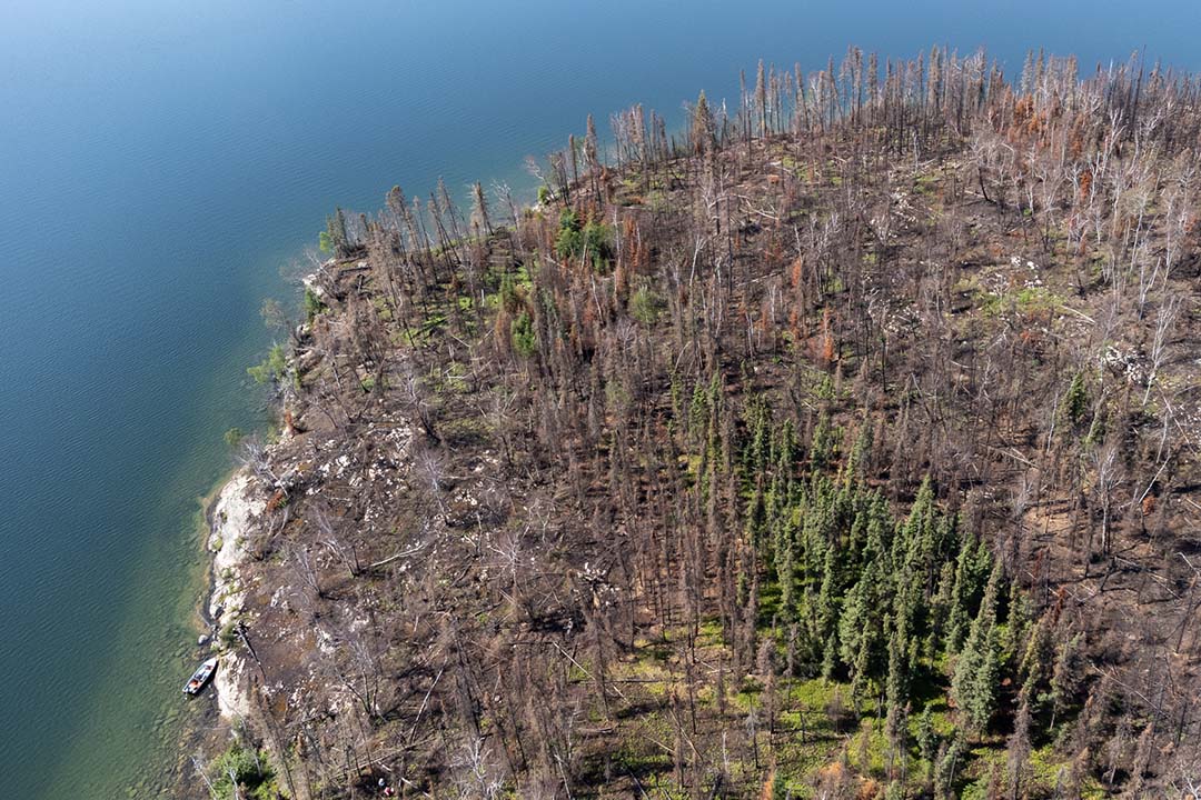 USask research explores impacts of increasing wildfires on biodiversity
