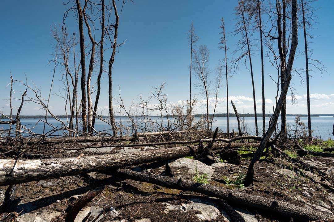 Drone photograph of a burnt island in the northern part of Hunter’s Bay, Lac la Ronge. (Photo: B/W Photo)