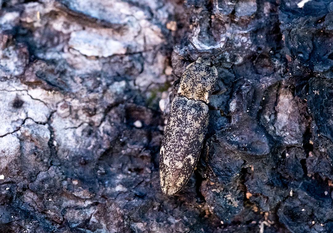 Drone photograph of a burnt island in the northern part of Hunter’s Bay, Lac la Ronge. (Photo: B/W Photo)