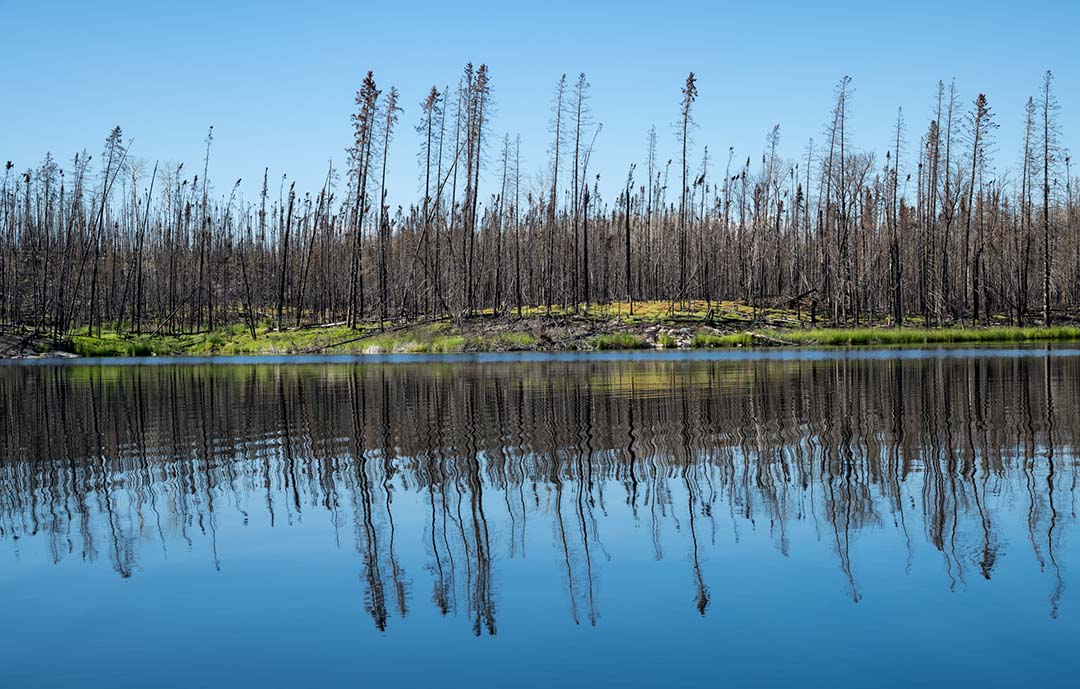 Drone photograph of a burnt island in the northern part of Hunter’s Bay, Lac la Ronge. (Photo: B/W Photo)