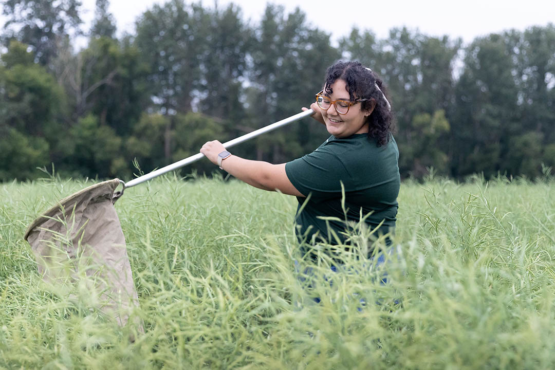 Emily Sebastian sweep netting in canola at her summer student job. (Photo: Sparrow Acres Photography)