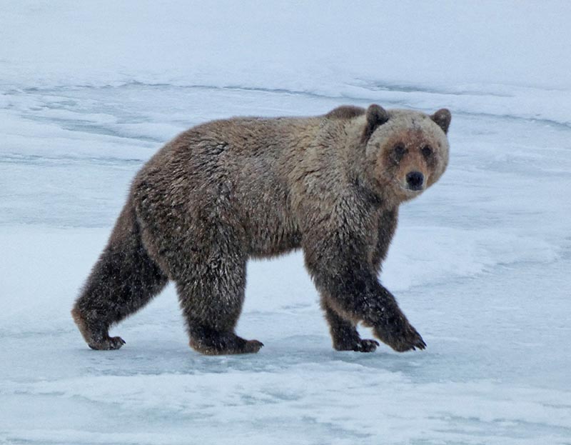 Dr. Cody Malone (PhD) spent time collecting T. chanchalensis samples in the Arctic and then processing these samples at partner research agencies like the Nunavut Research Institute or back at USask. (Photo: Submitted)