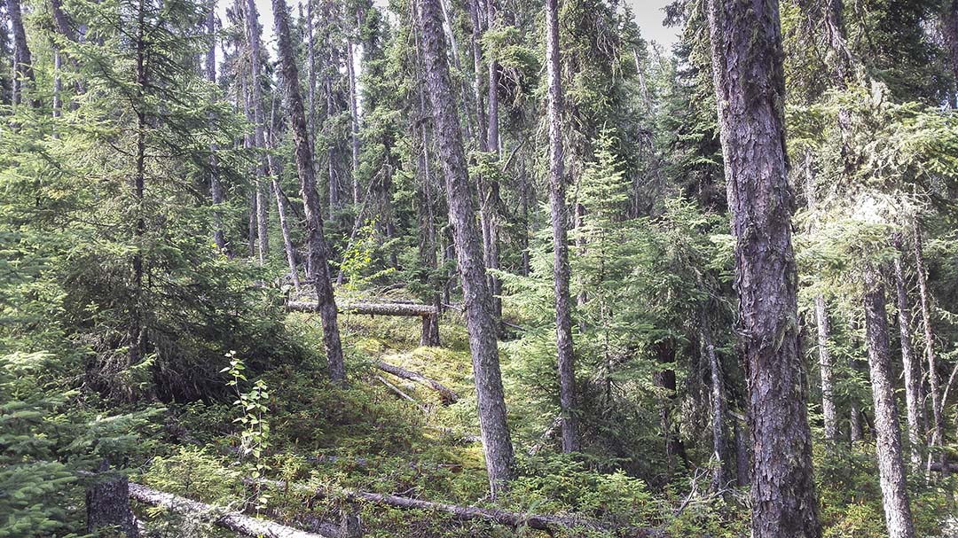 Drone photograph of a burnt island in the northern part of Hunter’s Bay, Lac la Ronge. (Photo: B/W Photo)
