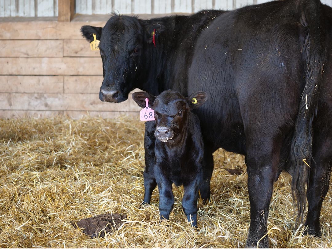 Dr. Jaswant Singh (DVM, PhD), researcher at USask’s Western College of Veterinary Medicine (WCVM), has spent his career researching the reproductive management of cattle (Photo: Erin Matthews/USask)