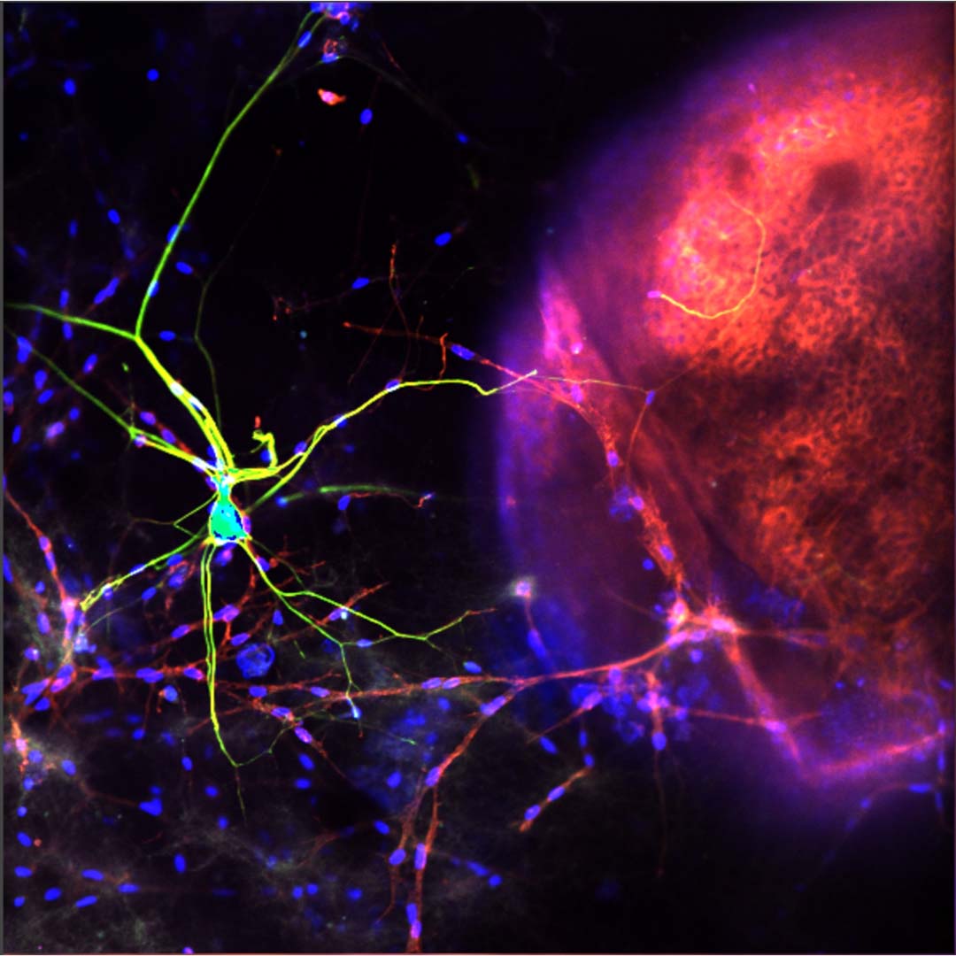 Rendering of a 3D radiance-field capture of the Henry Taube Lecture Theatre in the Thorvaldson Building at the University of Saskatchewan. 