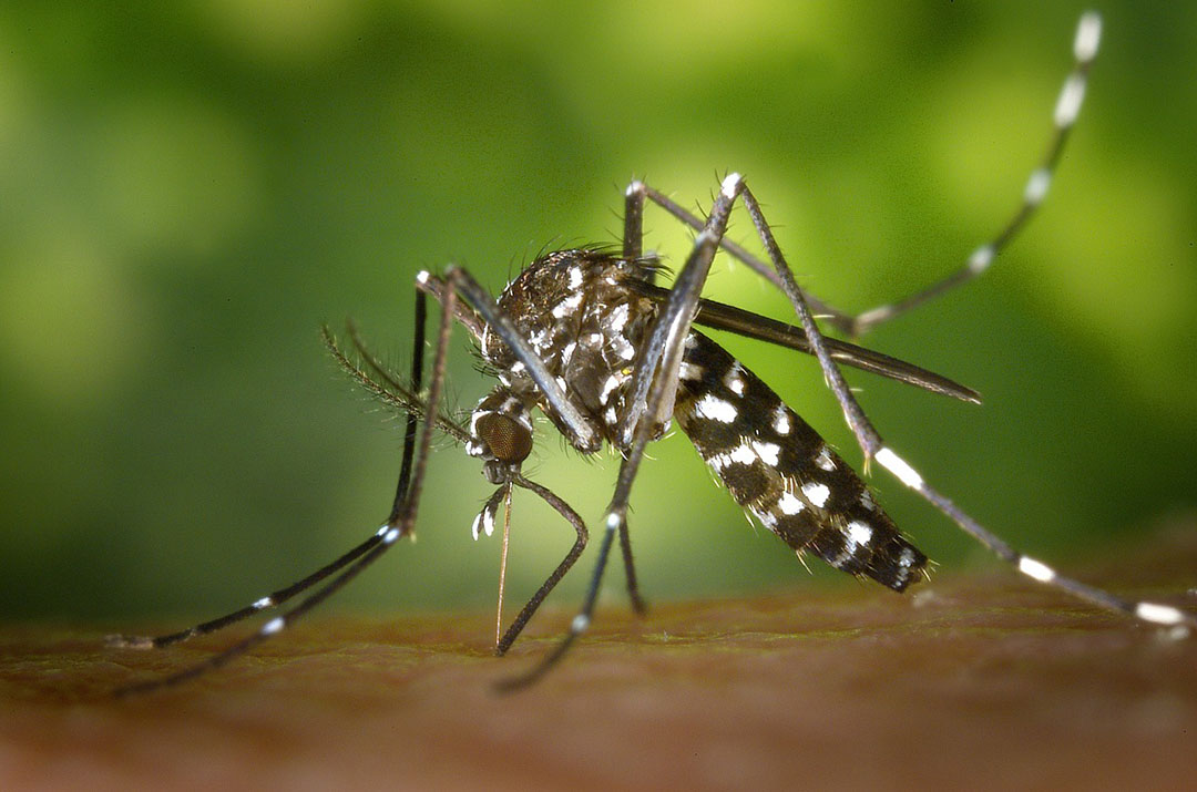 Dr. Sean Prager (PhD) is the research lead in the University of Saskatchewan Insect Research Facility (USIRF). (Photo: Submitted)