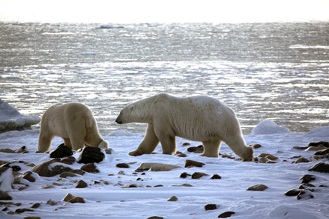 A man poses in a touque and a parka in a winter setting
