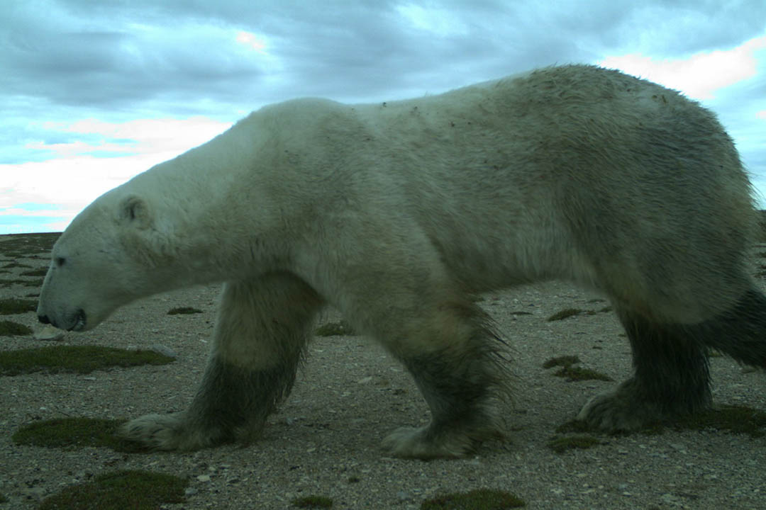 A polar bear is observed in the wild via remote cameras in Wapusk National Park. (Photo courtesy of Doug Clark)