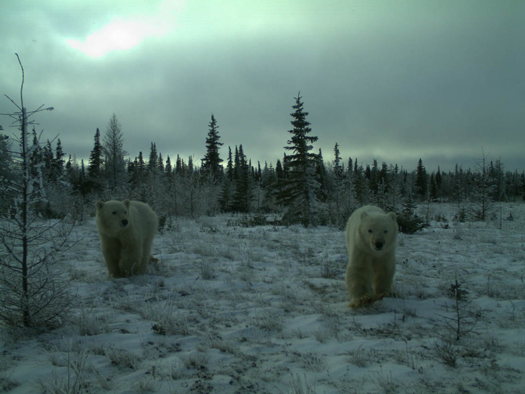 A polar bear is observed in the wild via remote cameras in Wapusk National Park. (Photo courtesy of Doug Clark)