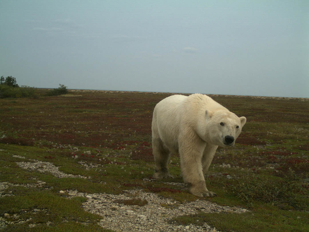 A polar bear is observed in the wild via remote cameras in Wapusk National Park. (Photo courtesy of Doug Clark)