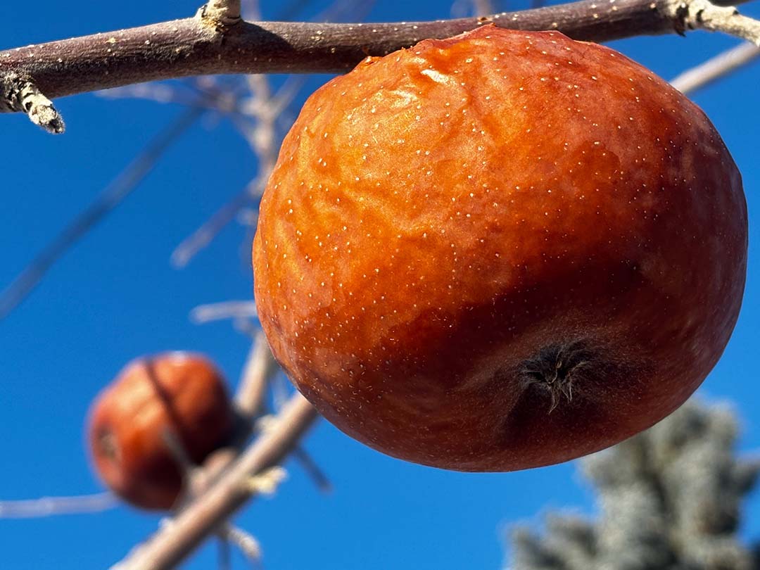 Rendering of a 3D radiance-field capture of the Henry Taube Lecture Theatre in the Thorvaldson Building at the University of Saskatchewan. 
