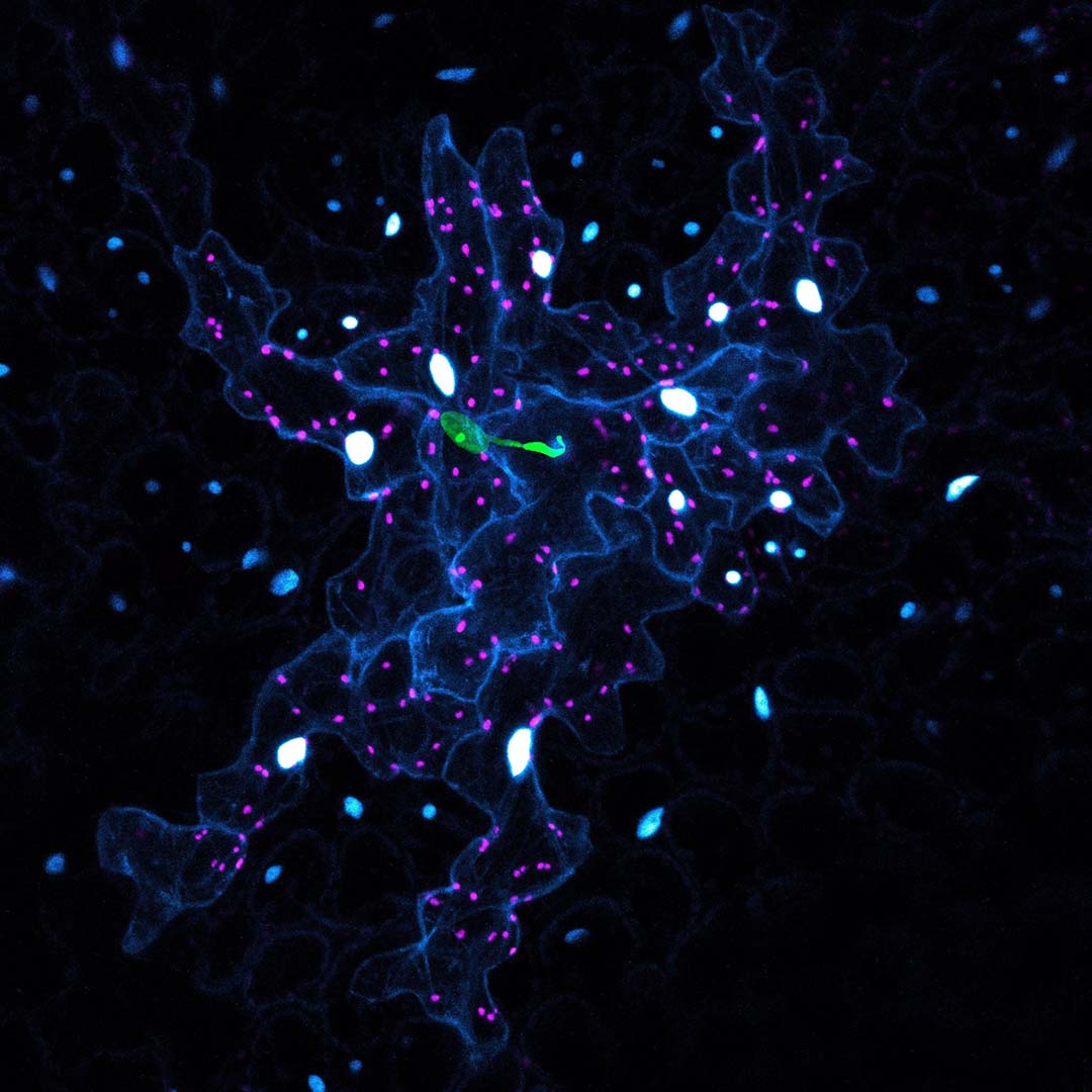Rendering of a 3D radiance-field capture of the Henry Taube Lecture Theatre in the Thorvaldson Building at the University of Saskatchewan. 