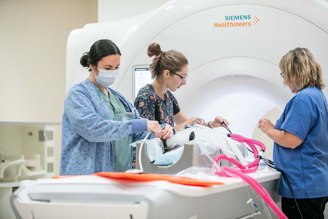 In May 2025, the Governments of Saskatchewan, British Columbia and Manitoba renewed their financial commitment to the WCVM’s longstanding Interprovincial Agreement. (Photo: Christina Weese)