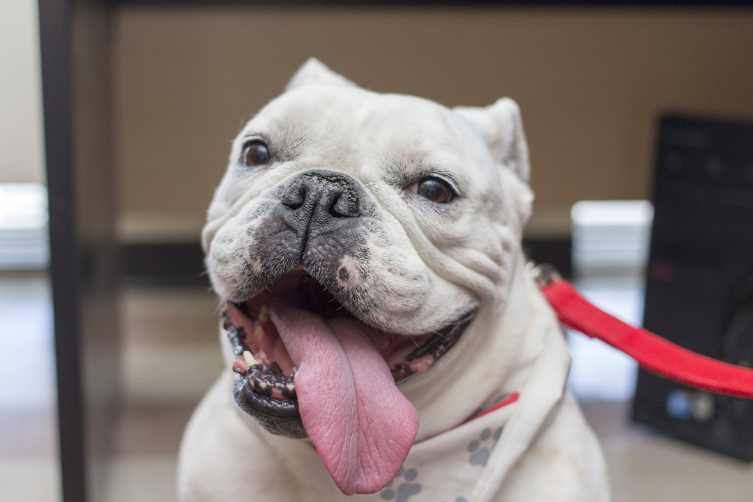 Bulldog 2024 therapy dog