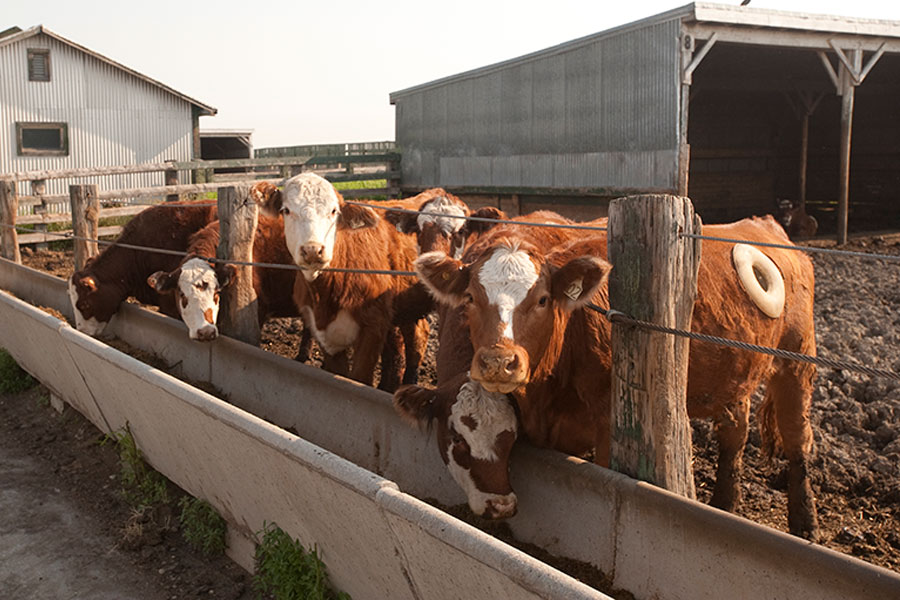 research on cattle farming